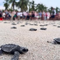 Liberación de tortugas en la playa